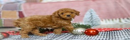Miniature Poodle dogs for sale: Jax - Ad 5