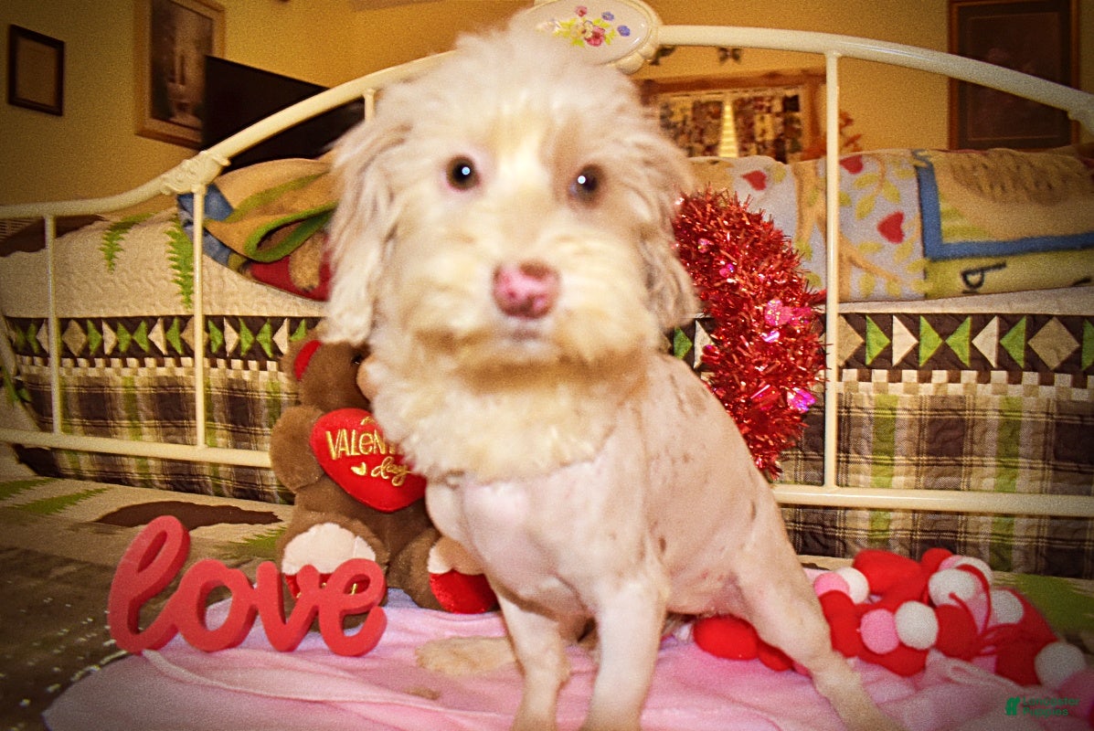 Havapoo dogs Wiggles - Ad 5