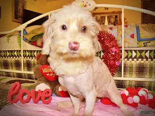 Havapoo dogs Wiggles - Ad 5