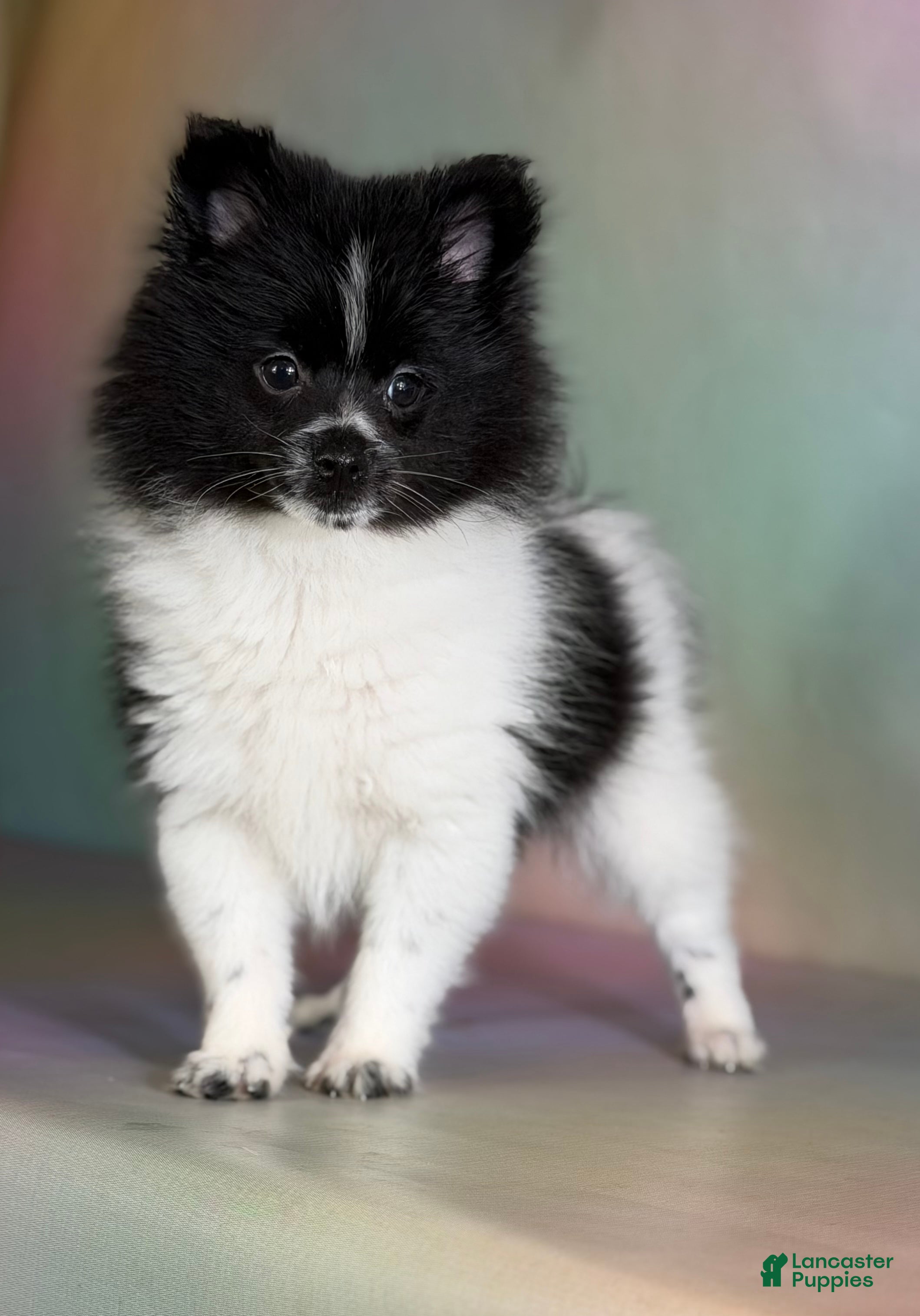 Pomeranian dogs Panda  - Ad 1