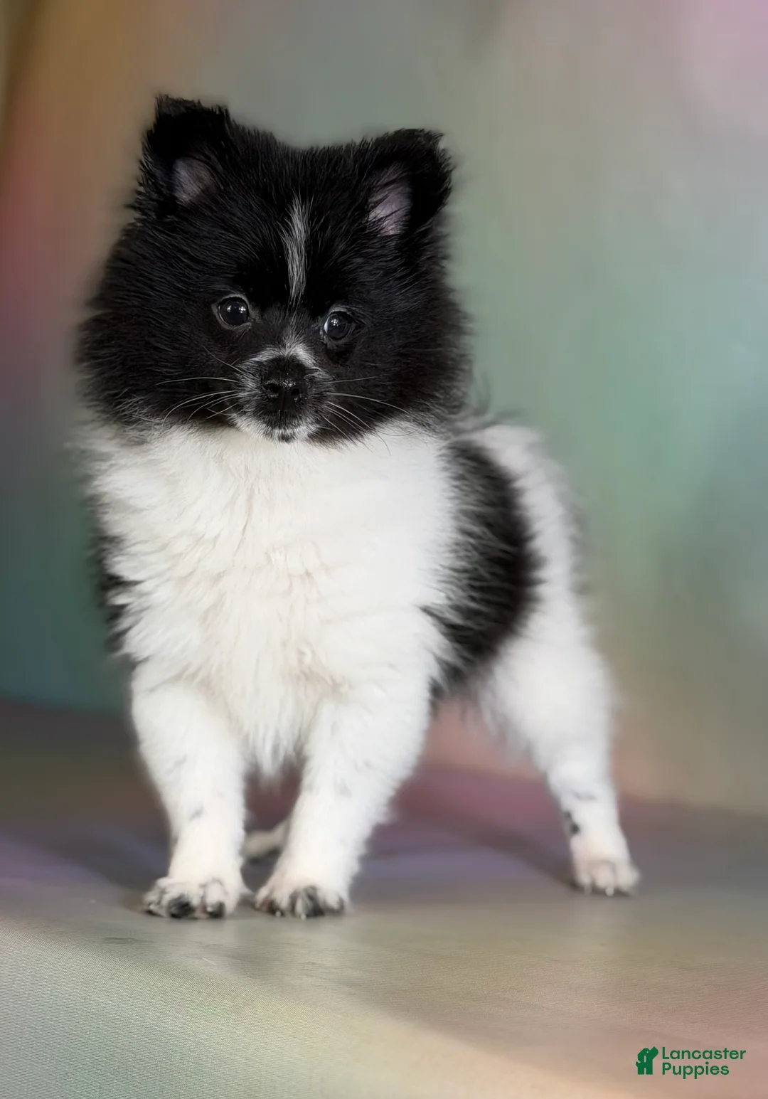 Pomeranian dogs for sale: Panda  - Ad 1