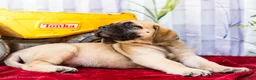 English Mastiff dogs for sale: Marco - Ad 7