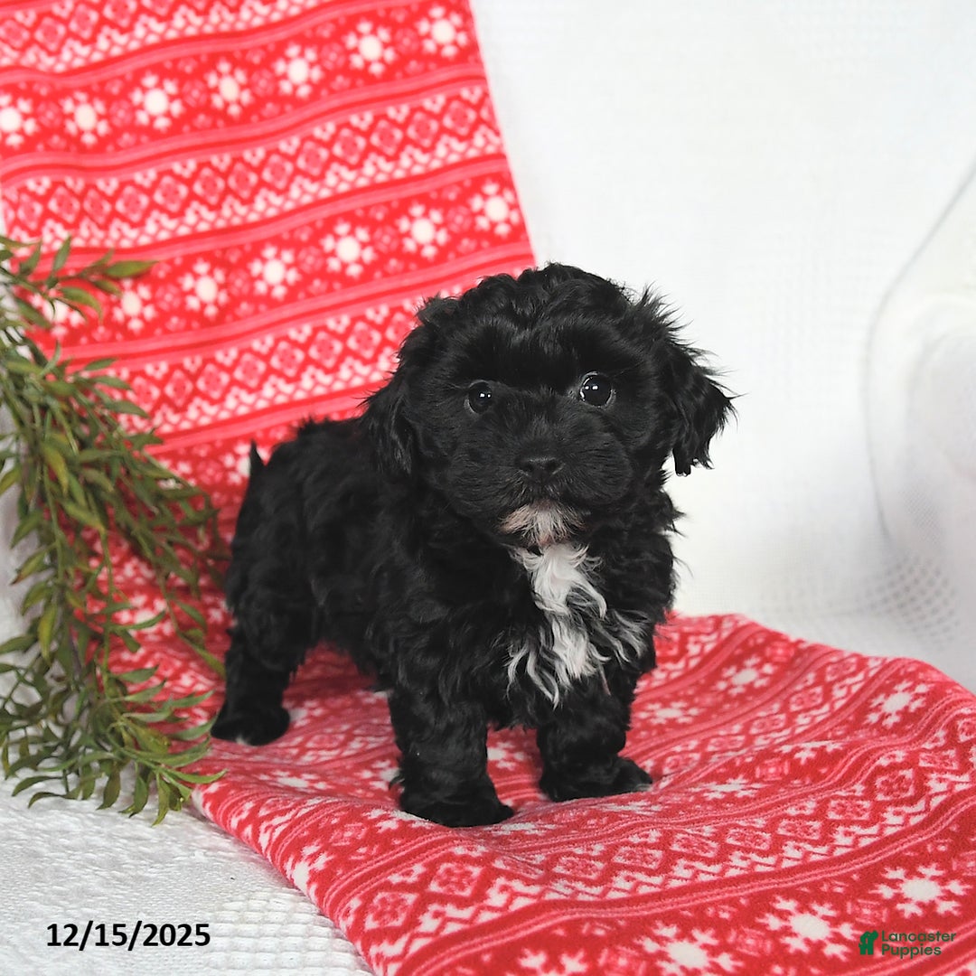 Mixed Breed dogs for sale: Murphy - Ad 4