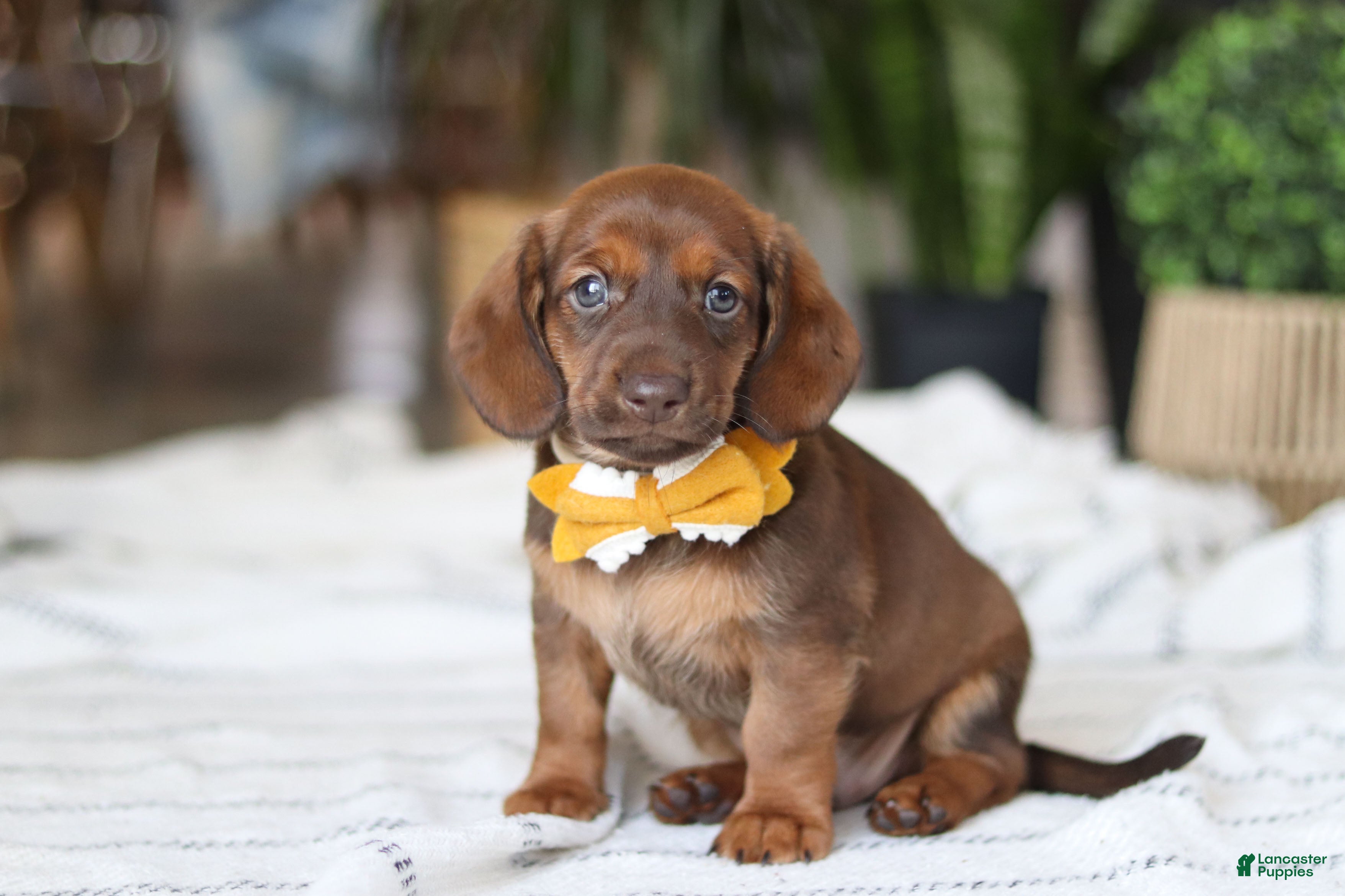 Miniature Dachshund dogs Chorizo - Ad 2