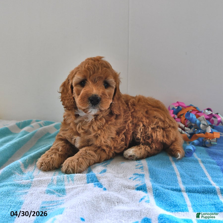 Mini Goldendoodle dogs Sasha - Ad 2