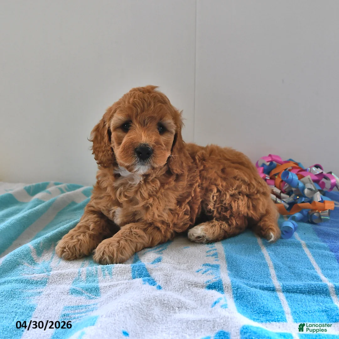 Mini Goldendoodle dogs for sale: Sasha - Ad 2