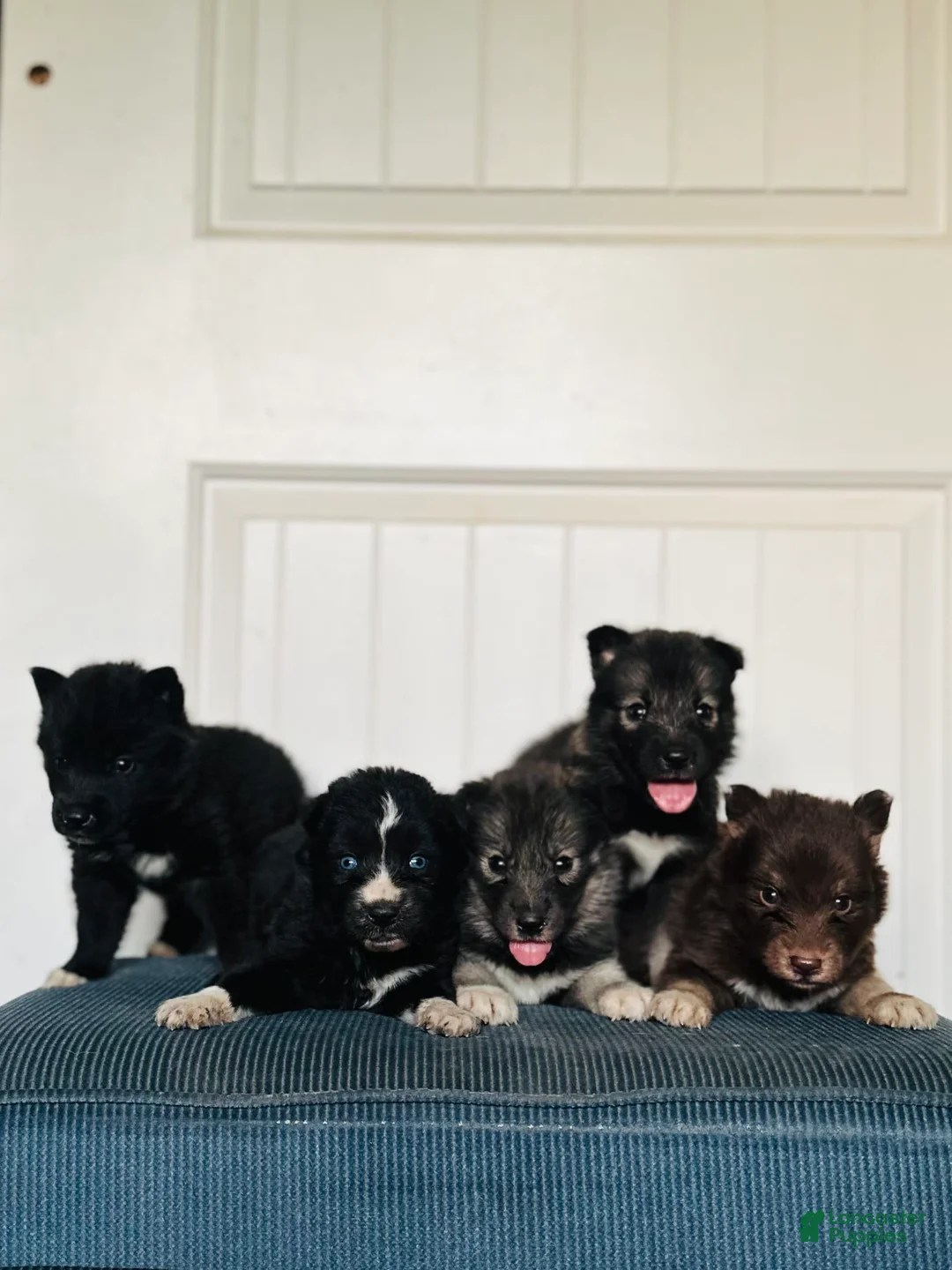 Gallery Image {{count}}