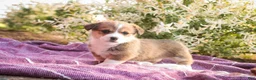 Welsh Corgi Pembroke dogs for sale: Ramona - Ad 5