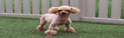 Shihpoo dogs for sale: Taylor - Ad 7