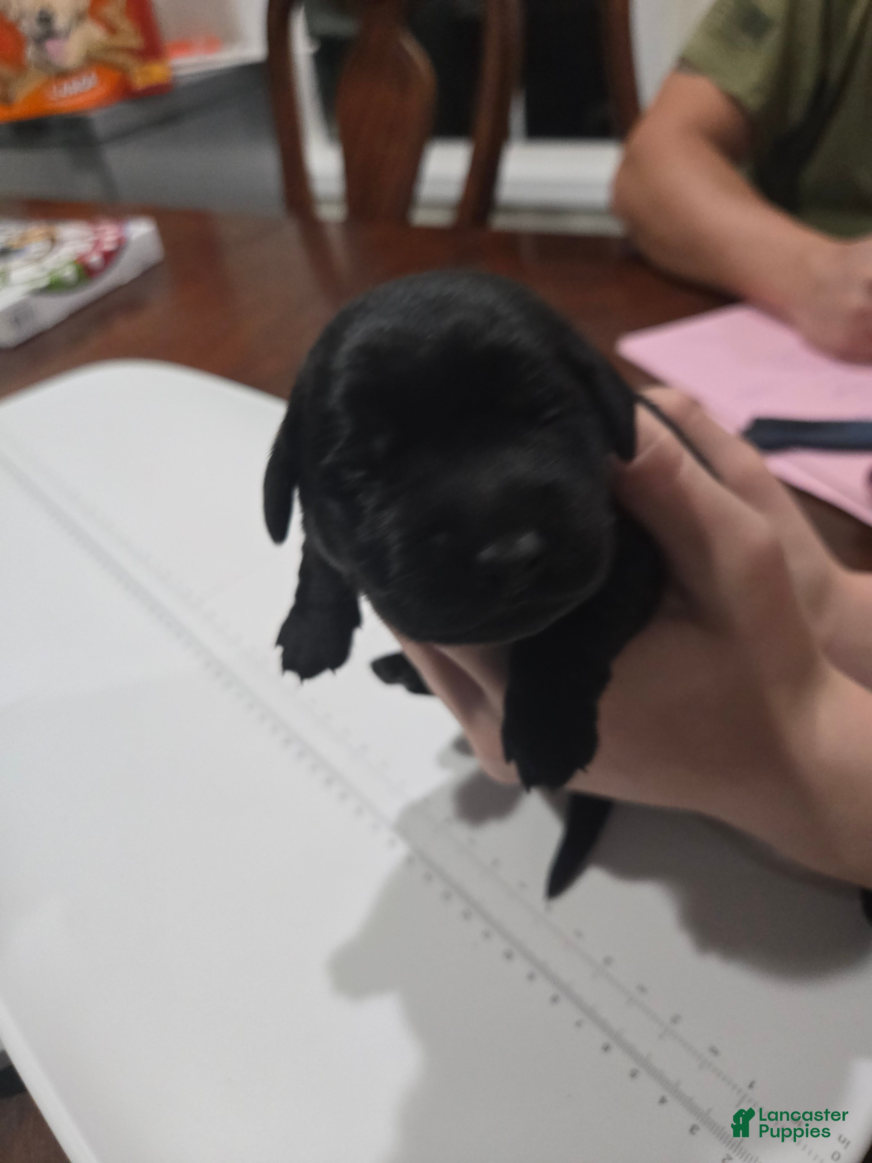 Goldador dogs White collar male - Ad 16