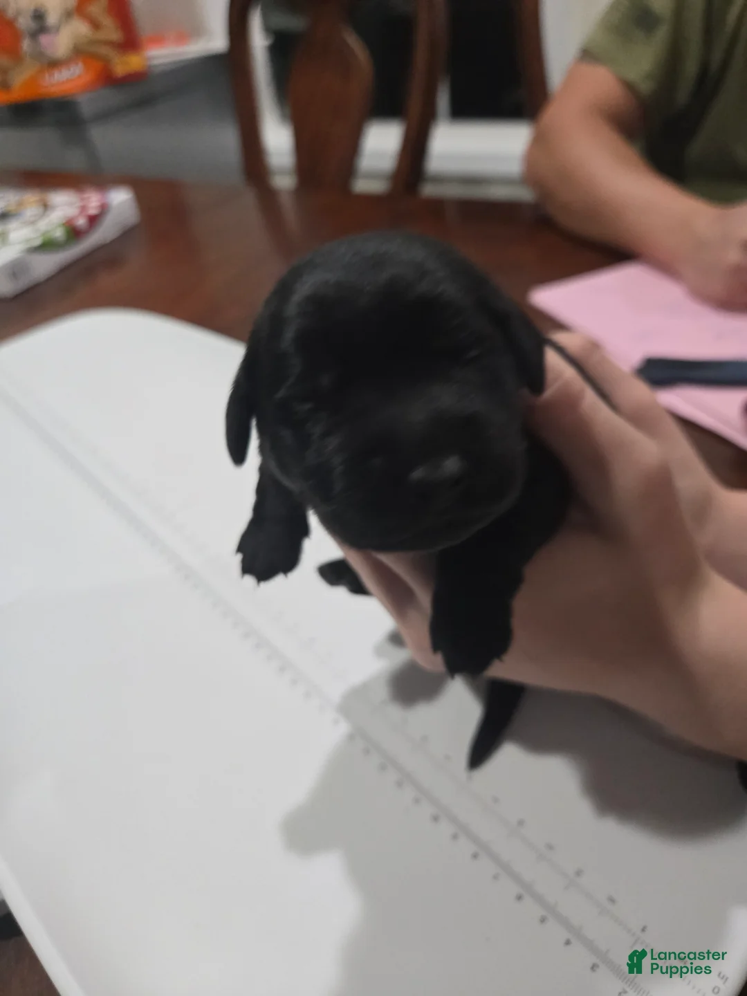 Goldador dogs for sale: White collar female - Ad 1