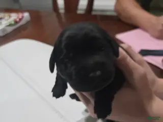 Goldador dogs White collar male - Ad 16