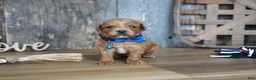 Cavapoo dogs for sale: Luke - Ad 5