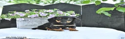 Dachshund dogs for sale: Callie - Ad 2