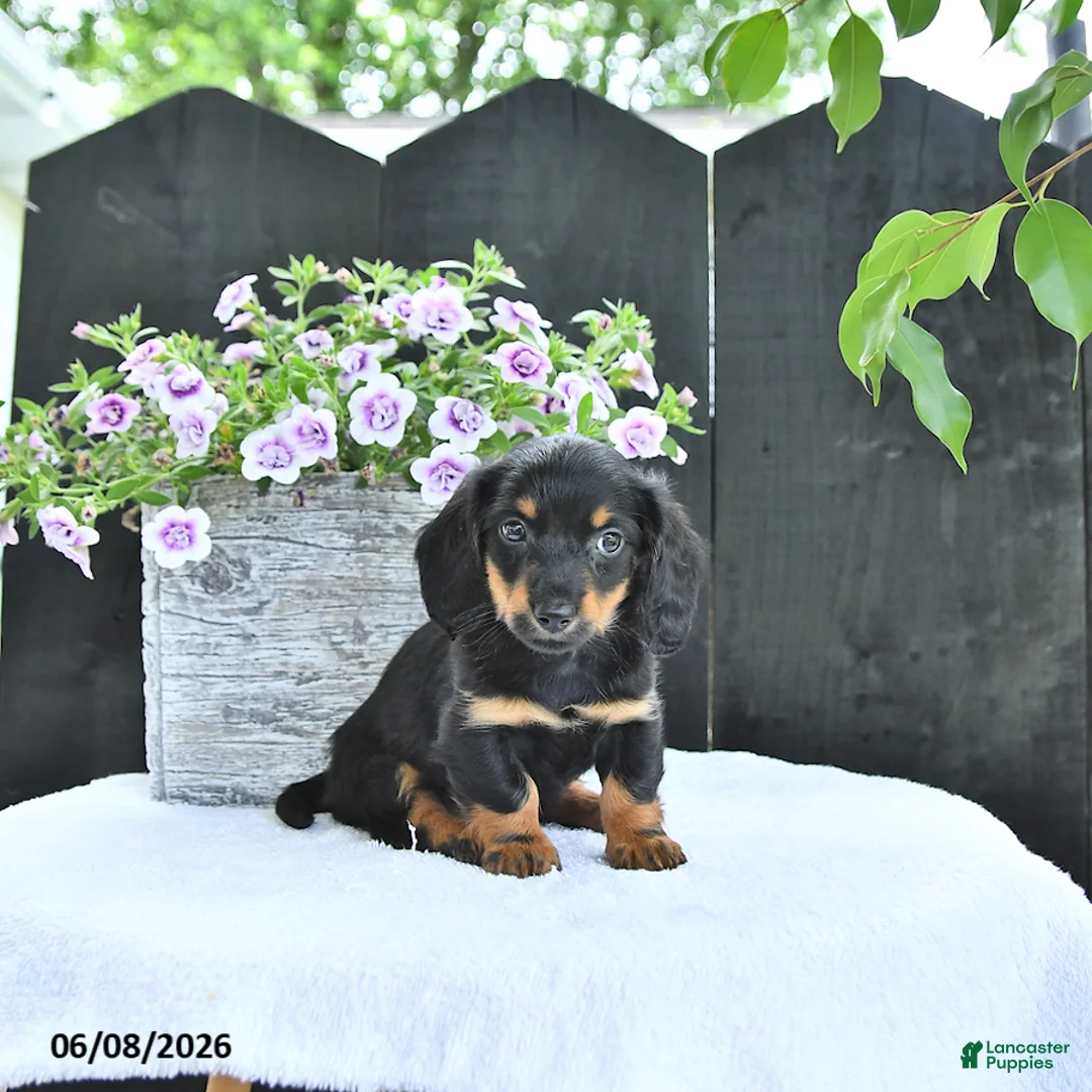 Dachshund dogs for sale: Callie - Ad 2