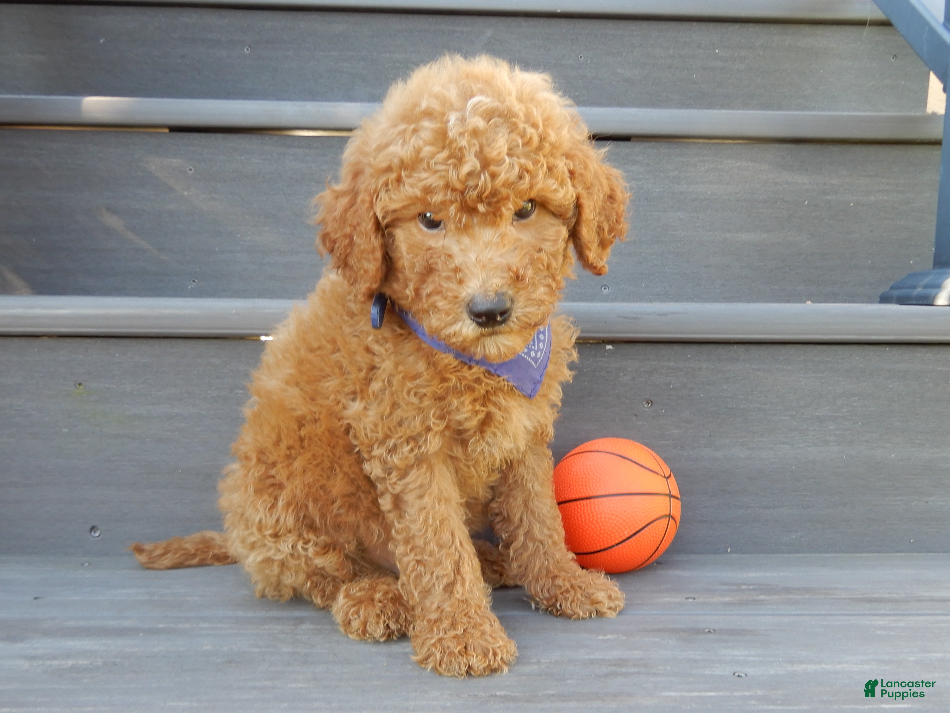 Mini Goldendoodle dogs Theo (medium) - Ad 2