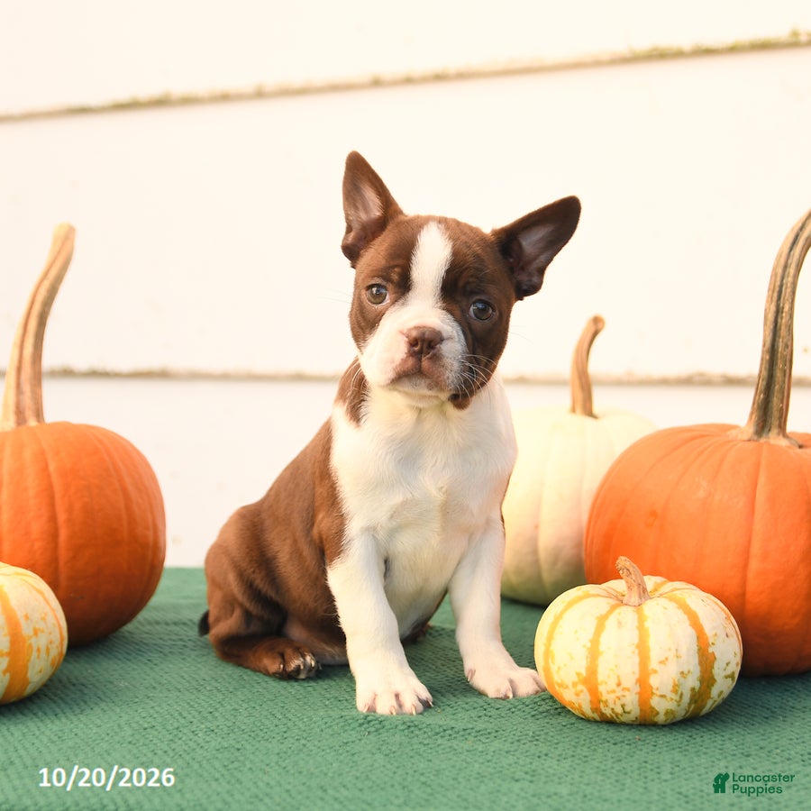 Boston Terrier dogs Ariel - Ad 2