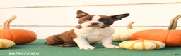 Boston Terrier dogs for sale: Ariel - Ad 2