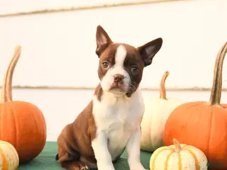 Boston Terrier dogs Ariel - Ad 2