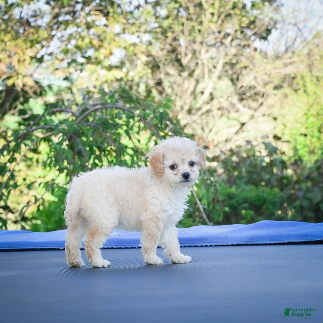 Cavapoo dogs for sale: Callie - Ad 5