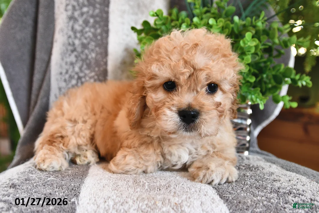 Cavachon dogs for sale: Miles - Ad 2
