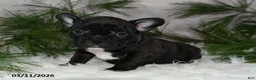 Frenchton dogs for sale: Franklin - Ad 2