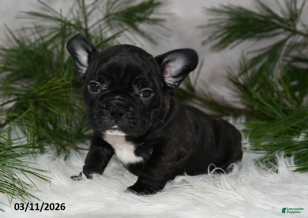 Frenchton dogs for sale: Franklin - Ad 2