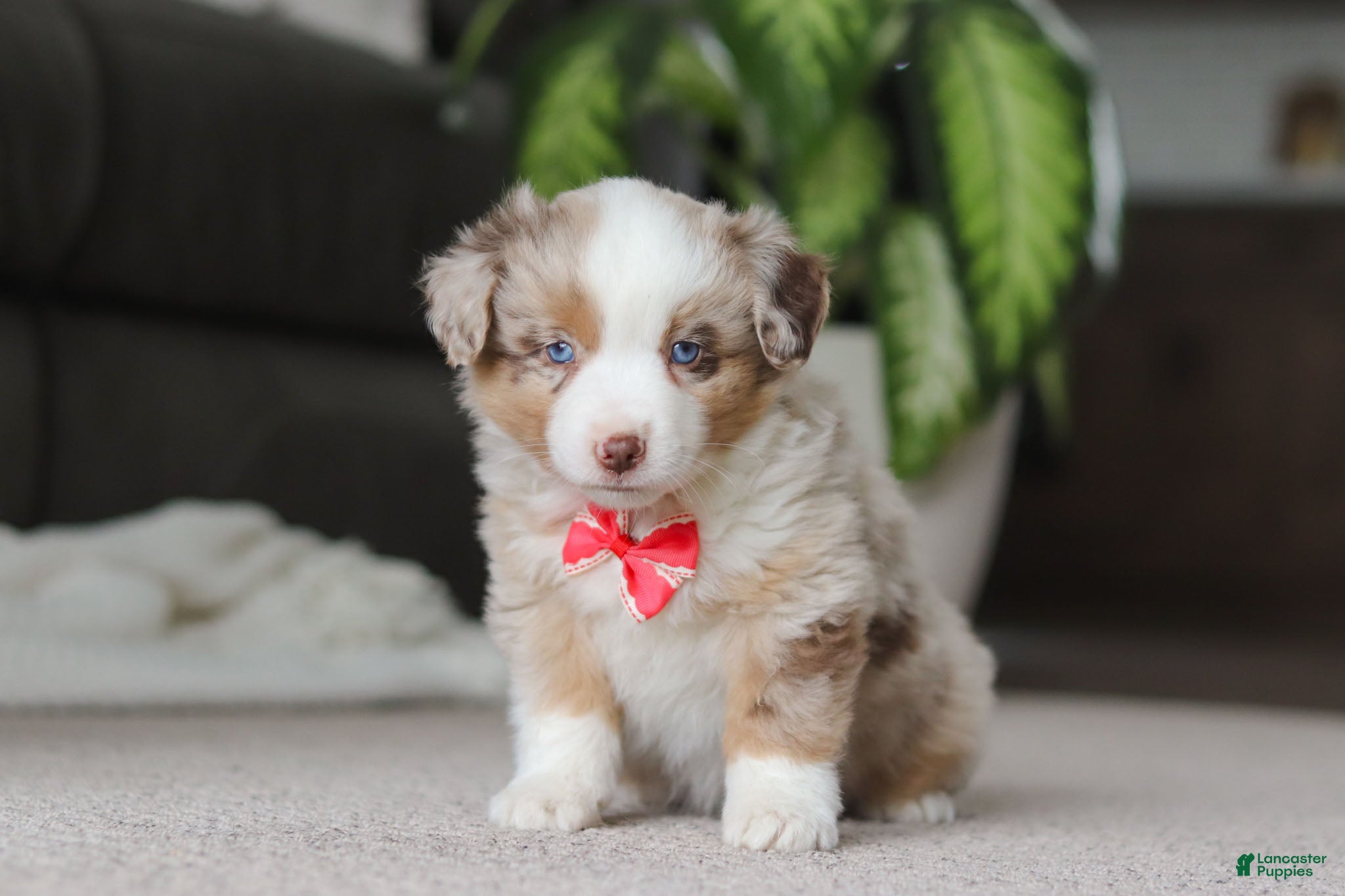 Miniature Australian Shepherd dogs Austin - Ad 19