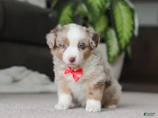 Miniature Australian Shepherd dogs Austin - Ad 40