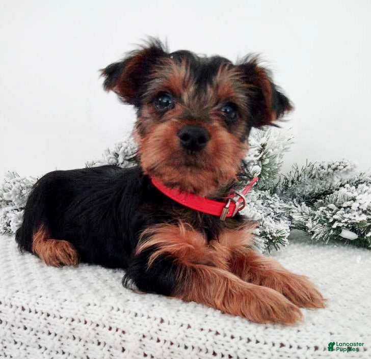 Yorkshire Terrier dogs Jerry - Ad 41