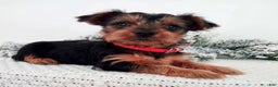 Yorkshire Terrier dogs for sale: Jerry - Ad 1