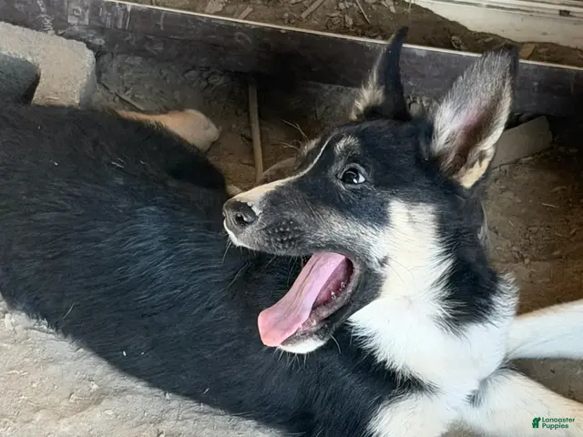 Mixed Breed dogs for sale: Girl 2 - Ad 29
