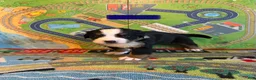 Bernese Mountain Dog dogs for sale: Blue - Ad 4