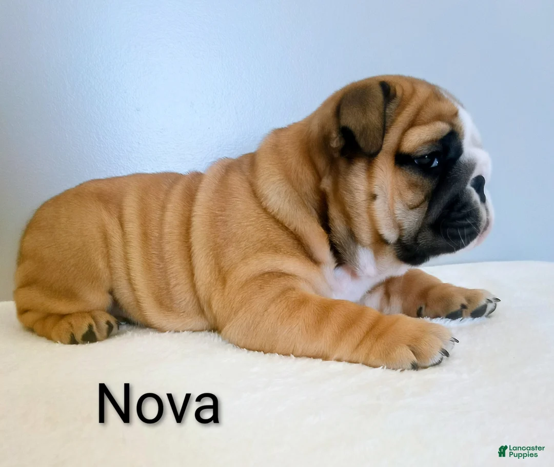 English Bulldog dogs for sale: Nova - Ad 1