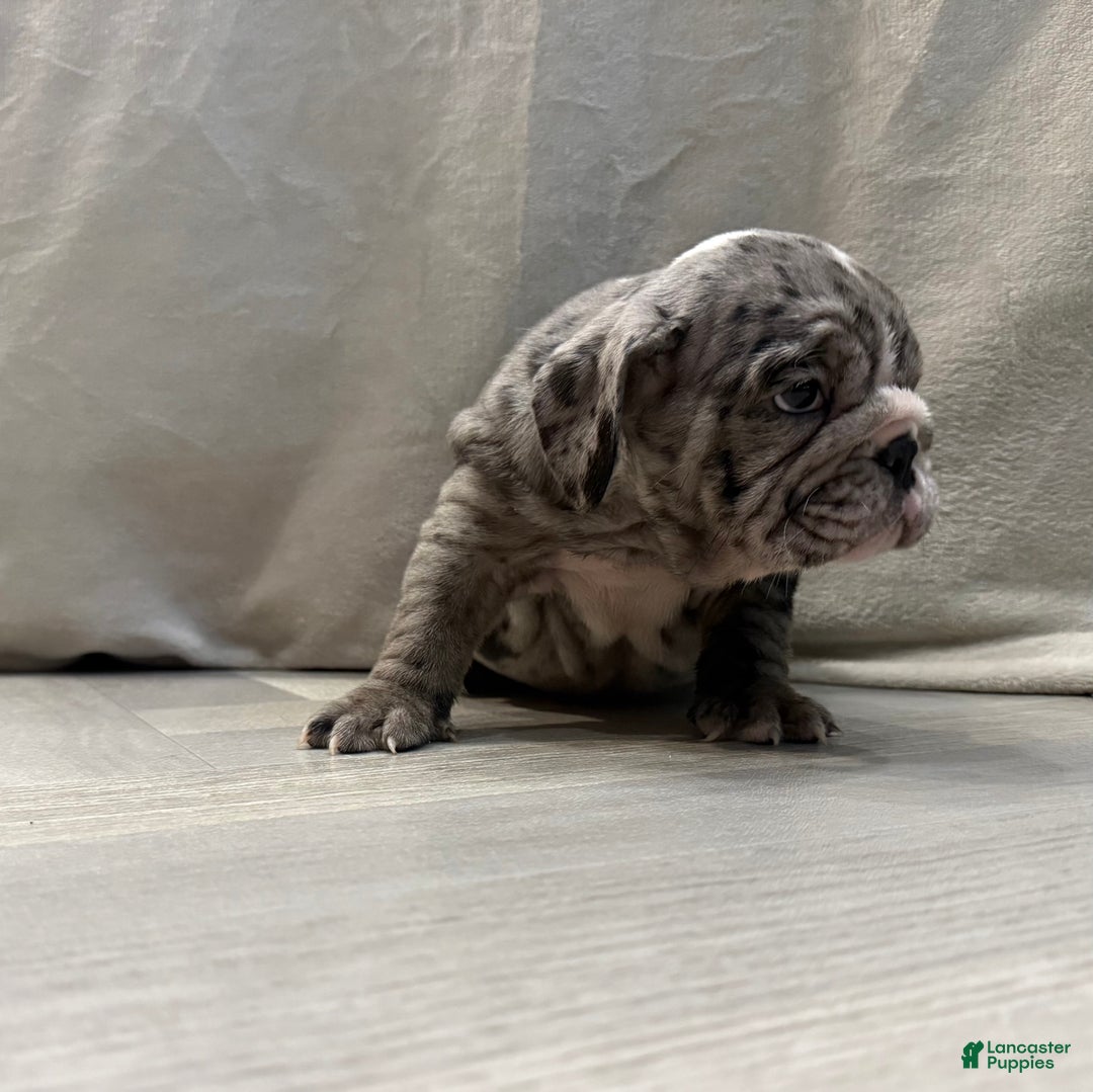 English Bulldog dogs for sale: Judy - Ad 11