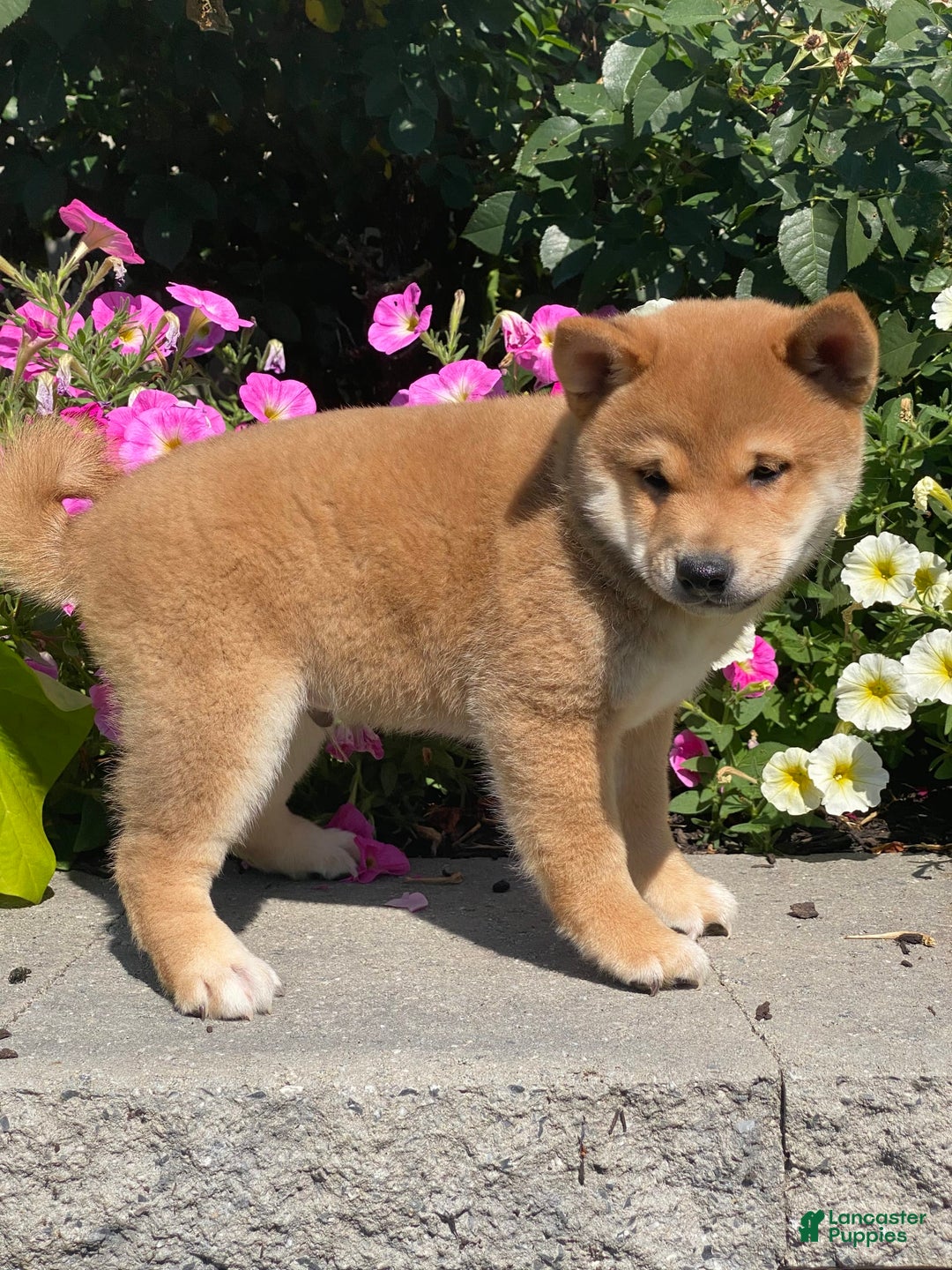Shiba Inu dogs for sale: Ivy - Ad 7