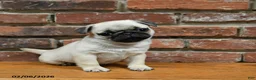 Pug dogs for sale: Foster - Ad 5