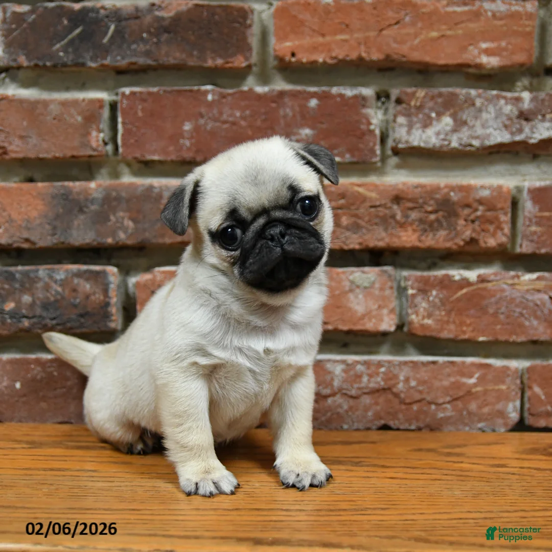 Pug dogs for sale: Foster - Ad 5