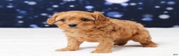 Cavapoo dogs for sale: Butler - Ad 5