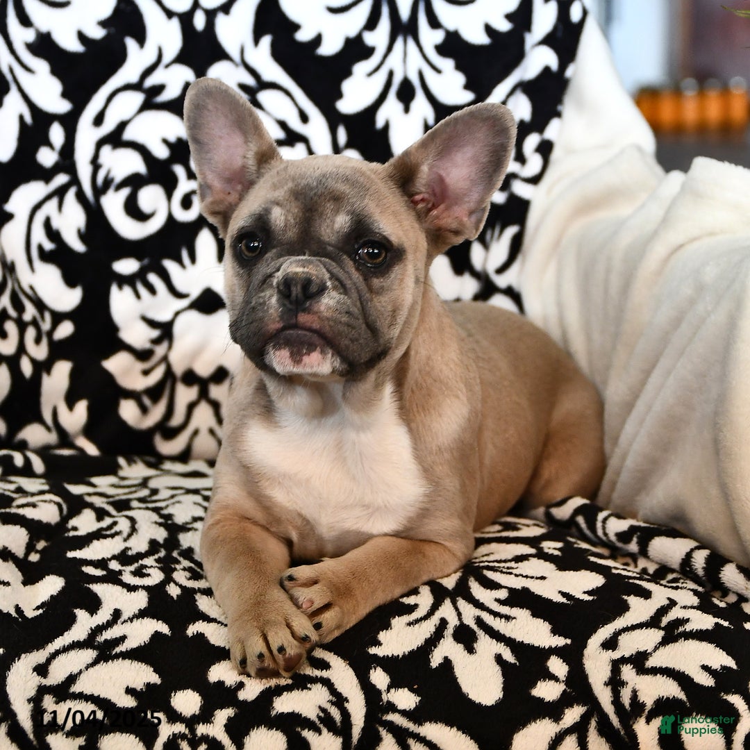 French Bulldog dogs for sale: Tia - Ad 3