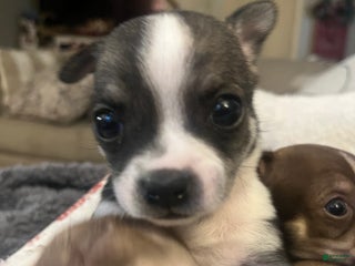 Chihuahua dogs Chihuahua Puppy 4 - Ad 25