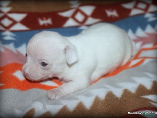 Chihuahua dogs - Ad 22