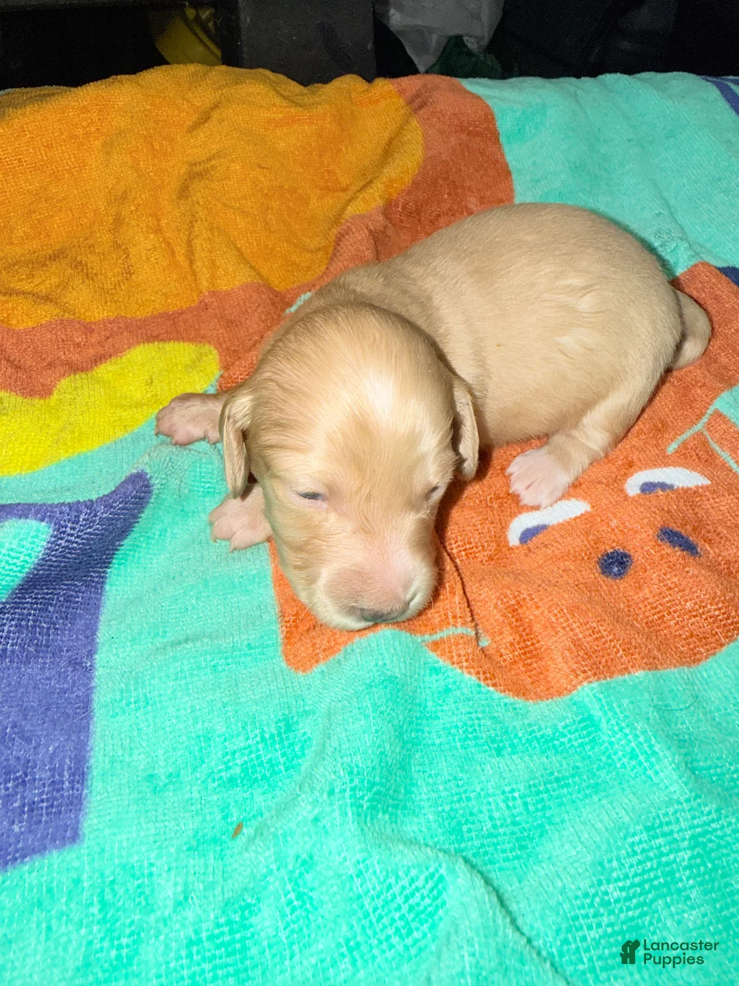 Dachshund dogs for sale: Dachshund Puppy 5 - Ad 2