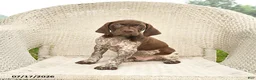 German Shorthaired Pointer dogs for sale: Dusty - Ad 4