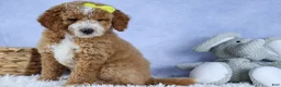 Mini Goldendoodle dogs for sale: 🐾 Meet Nova – F2B Mini Goldendoodle Puppy 🐾 - Ad 5