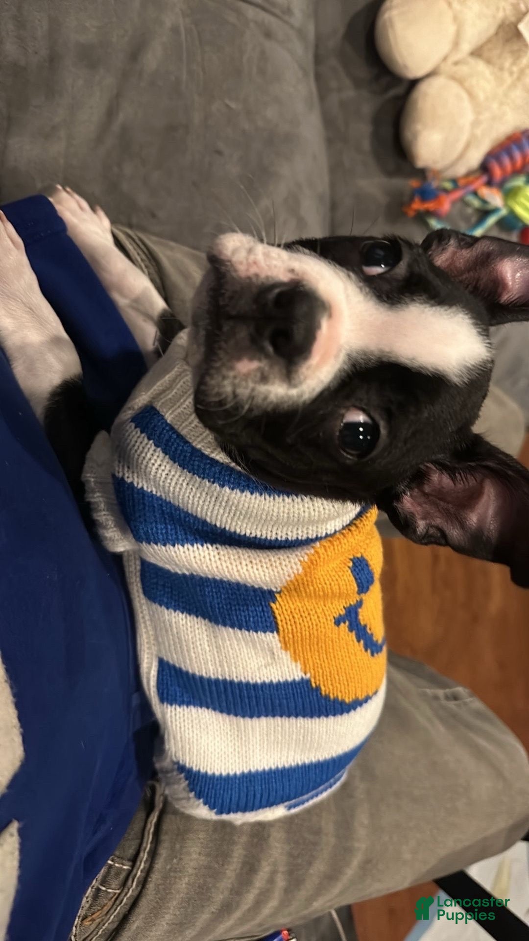 Boston Terrier dogs for sale: TY - Ad 1