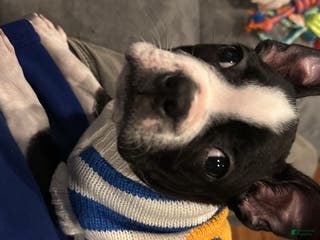 Boston Terrier dogs TY - Ad 4