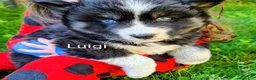 Siberian Husky dogs for sale: Luigi_Male - Ad 1
