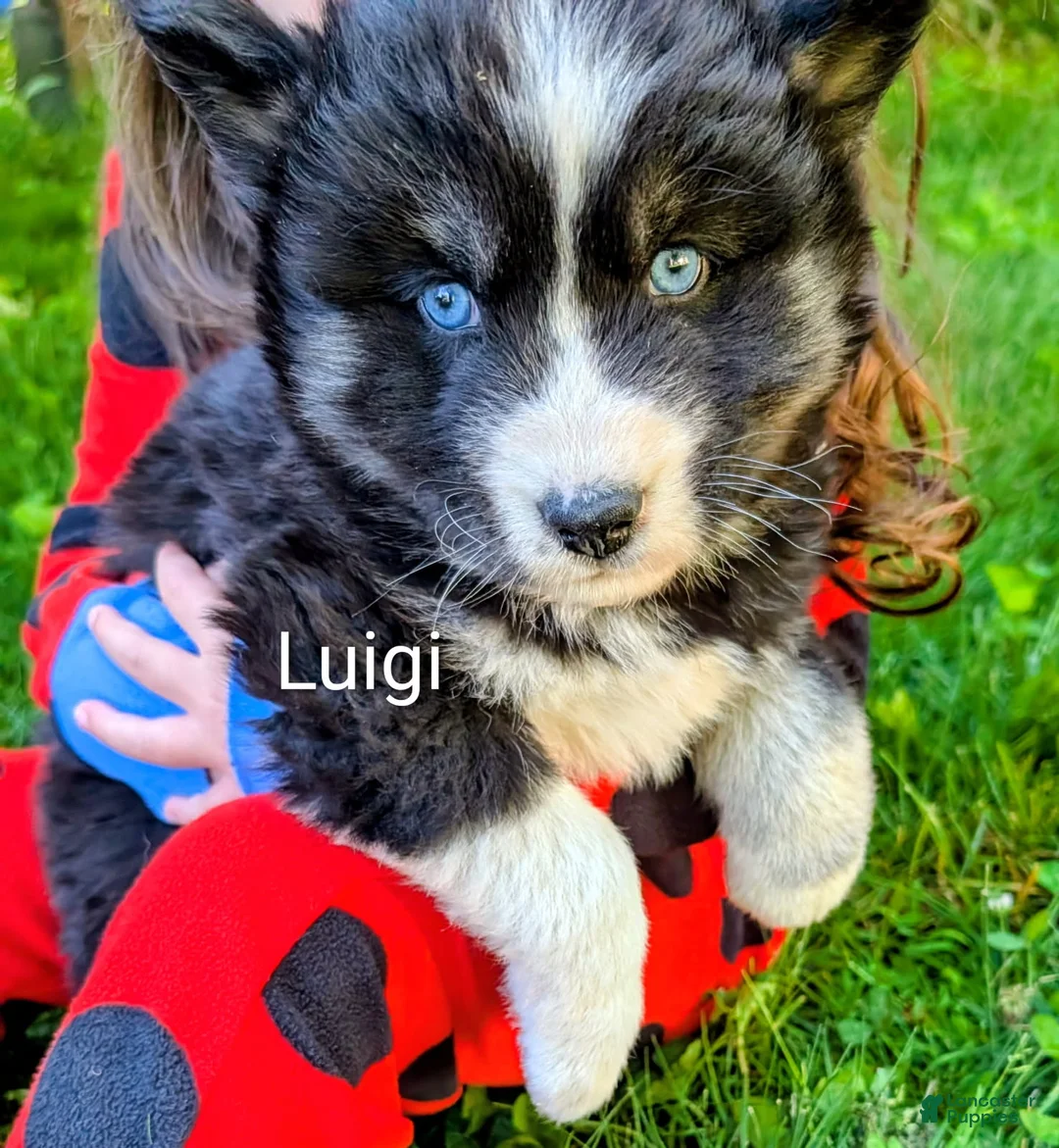 Siberian Husky dogs for sale: Luigi_Male - Ad 1