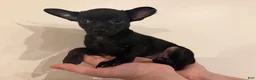 Chihuahua dogs for sale: Gizzi - Ad 5